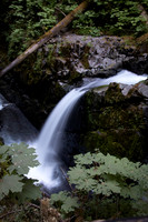 Along Sol Duc Falls hike, WA