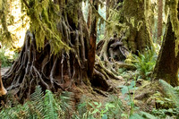 Good Morning Hoh Rainforest