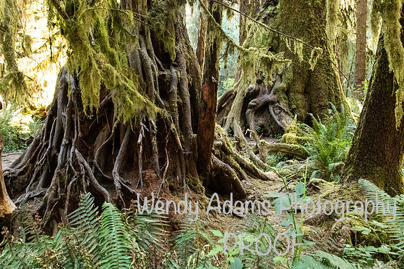 Good Morning Hoh Rainforest