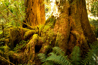 Neighbors in Hoh Rainforest WA