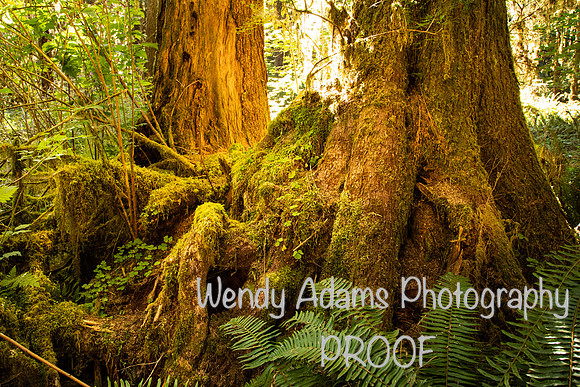 Neighbors in Hoh Rainforest WA