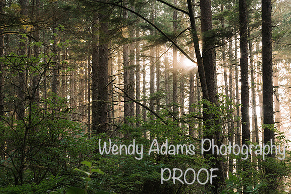 Woodland walk
