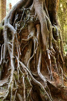Roots Hoh Rainforest