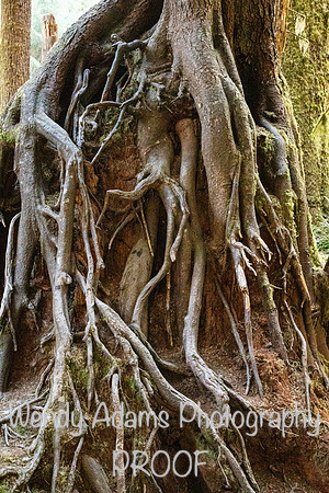 Roots Hoh Rainforest