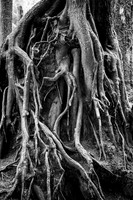 Roots Hoh Rainforest bw