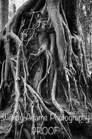 Roots Hoh Rainforest bw