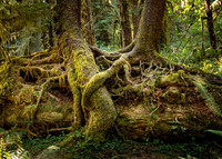 Trees