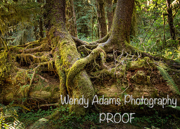 Trees in Hoh Rainforest WA