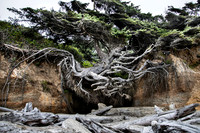 Tree of Life Kalaloch Beach