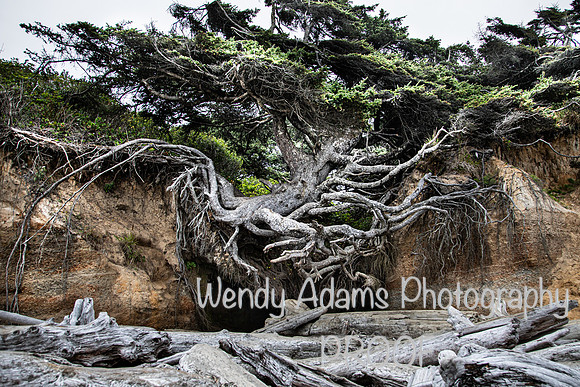 Tree of Life Kalaloch Beach