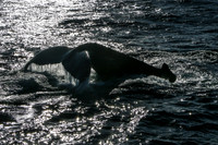 The dive