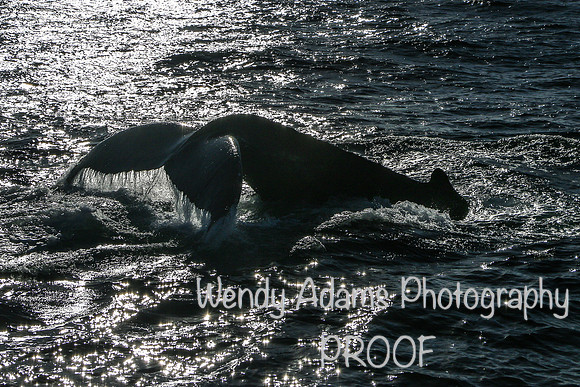 The dive
