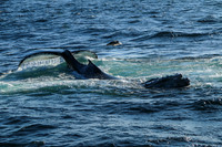 A whale of a stretch