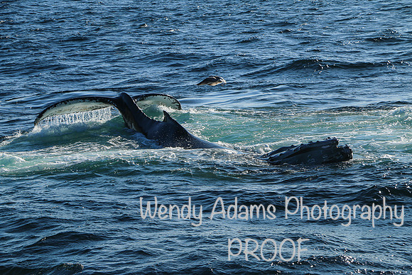 A whale of a stretch
