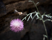 Bug at El Caminito del Rey