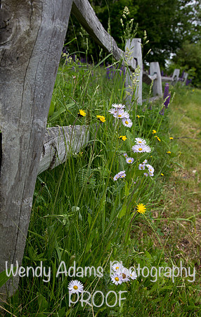 Wildflowers in NH