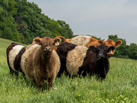 Vermont cows