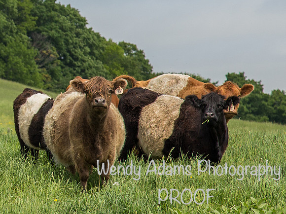 Vermont cows