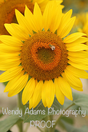 Sunflower heart