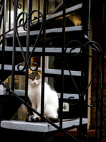 Quebec Cat