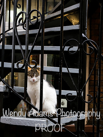 Quebec Cat