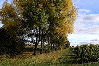 Vinyard, Quebec