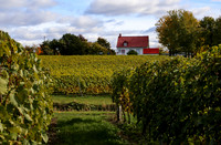 Vinyard in Quebec