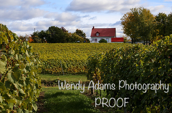 Vinyard in Quebec