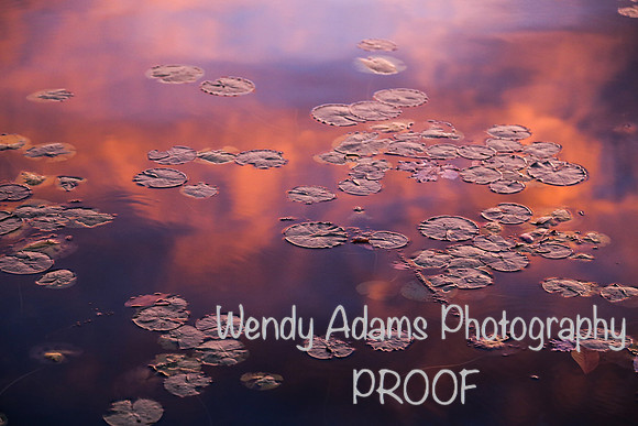 Lillypads at sunset