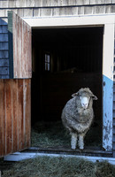 Appleton Farms
