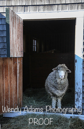 Appleton Farms