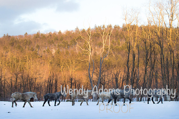 Horses in Winter