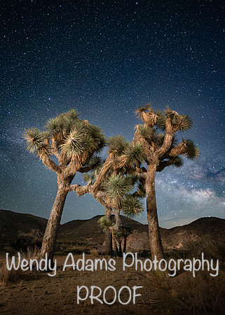 Joshua Tree California