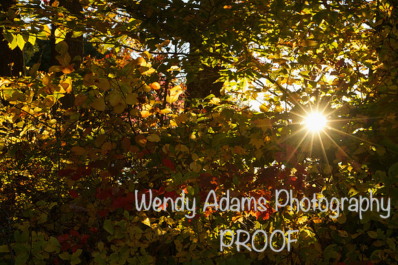 Autumn walk through the Blue Hills