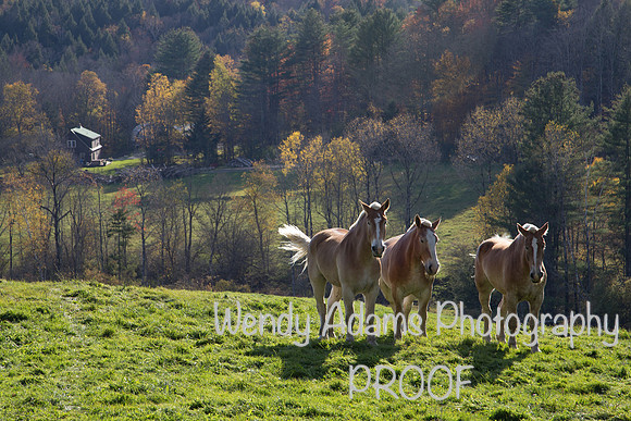 Sugarbush Farm VT