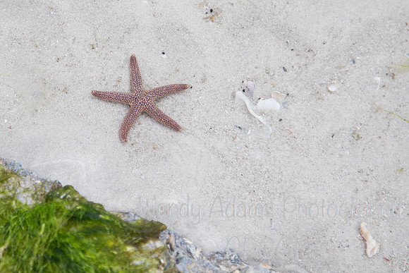Sanibel Island FL