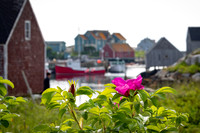 Beach Rose at Peggy's Cove