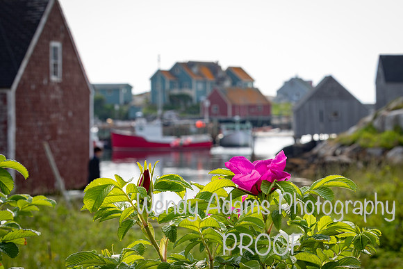 Beach Rose at Peggy's Cove