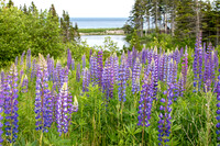 Lupine