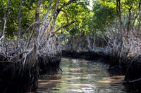 Everglades