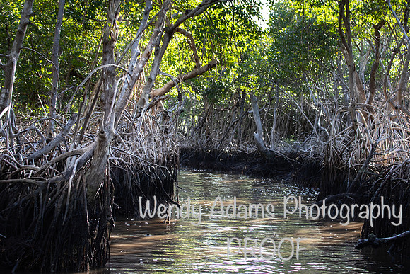 Everglades