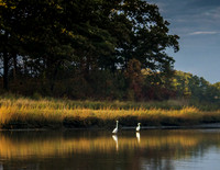 Egrets in the creek