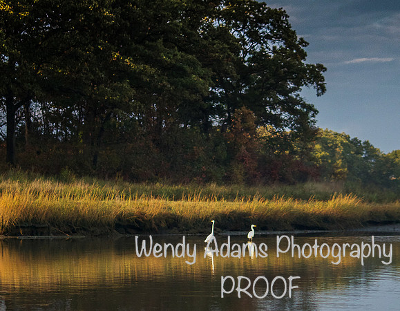 Egrets in the creek