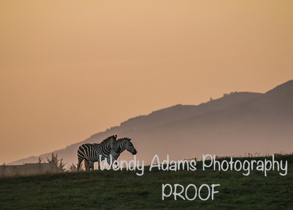 Zebras at sunset