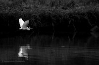 Flying Egret