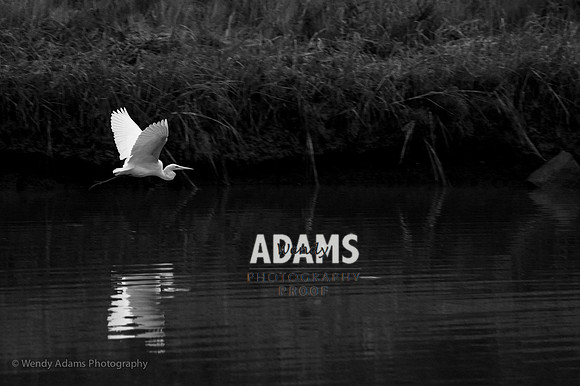 Flying Egret