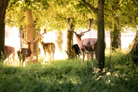 Deer in Dublin