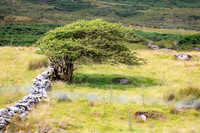 Ireland
