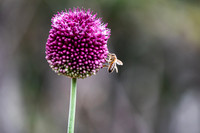 Flower and bee in Dublin