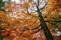 Autumn Tree